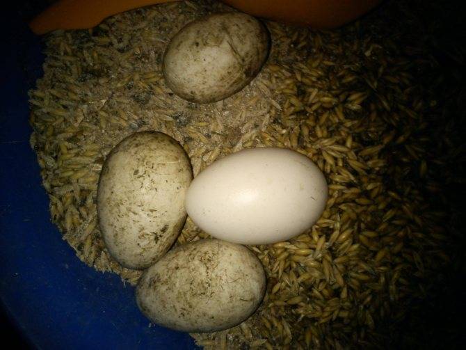 В каком возрасте гуси начинают нести яйца?