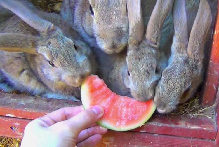 Можно ли кроликам давать дыню или ее корки? - домашние наши друзья