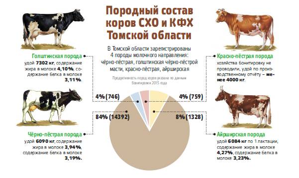 Описание и характеристики черно-пестрой молочной породы коров