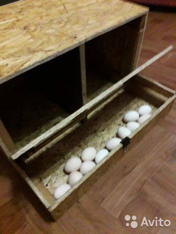 Как построить куриное гнездо. размеры гнезда и насесты для кур несушек