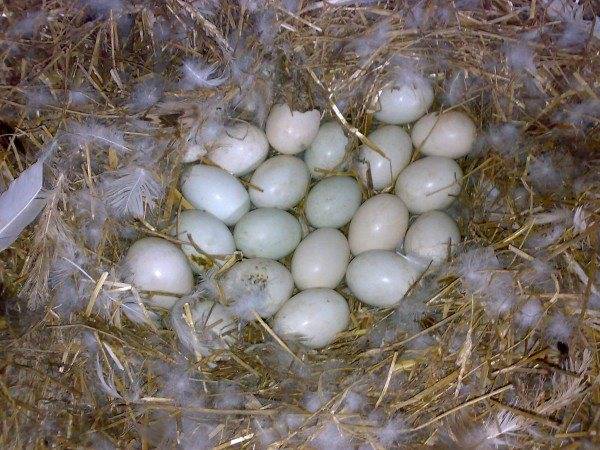 Когда гуси садятся на яйца