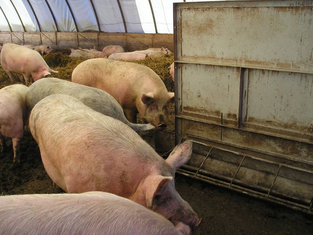 Разведение свиней в домашних условиях как бизнес: с чего начать?