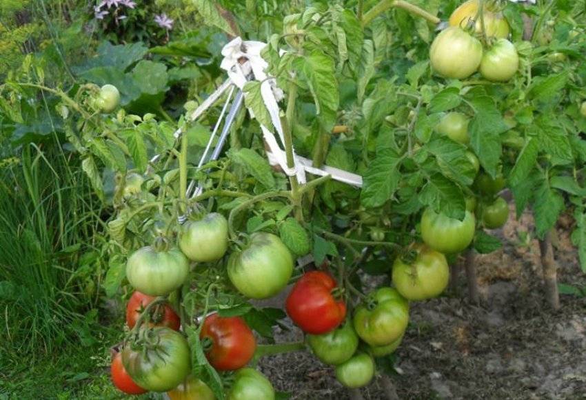 Помидоры с отличной урожайностью — томат дубок: характеристика и описание сорта