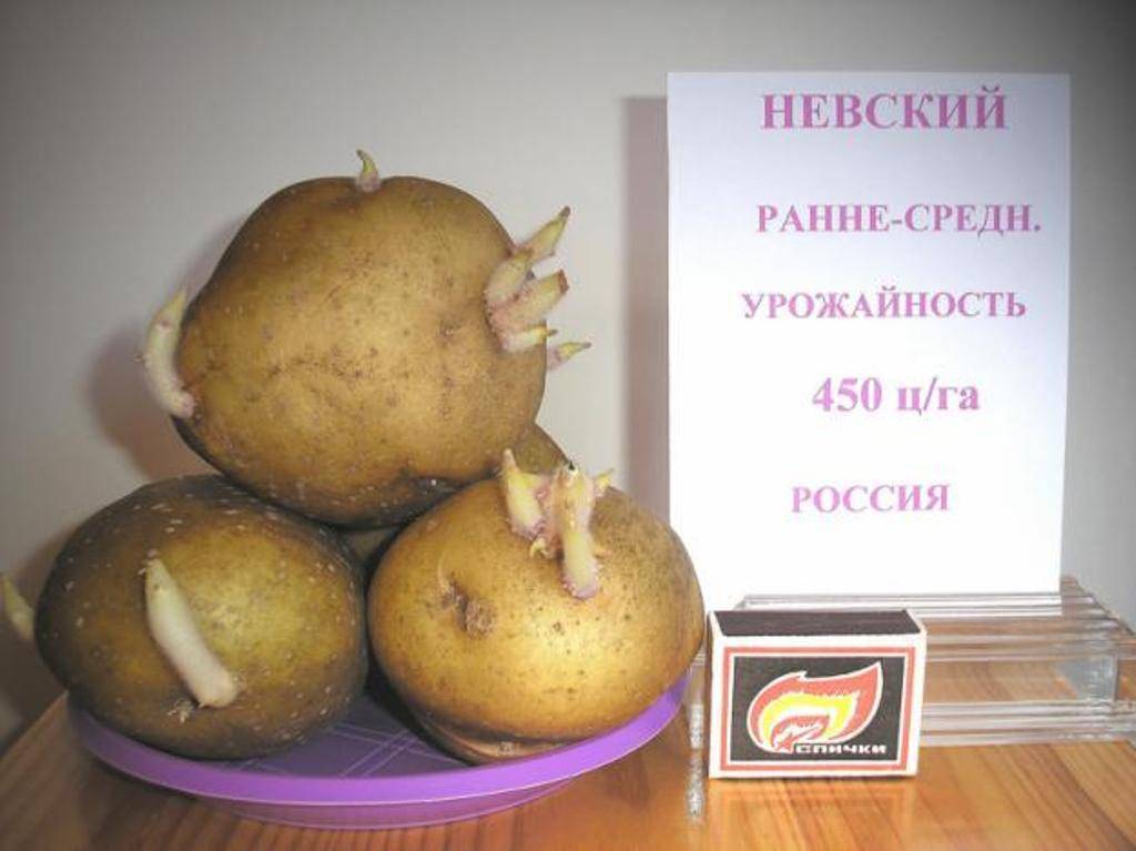 Картофель невский - описание сорта, фото, отзывы, хранение, вкусовые качества