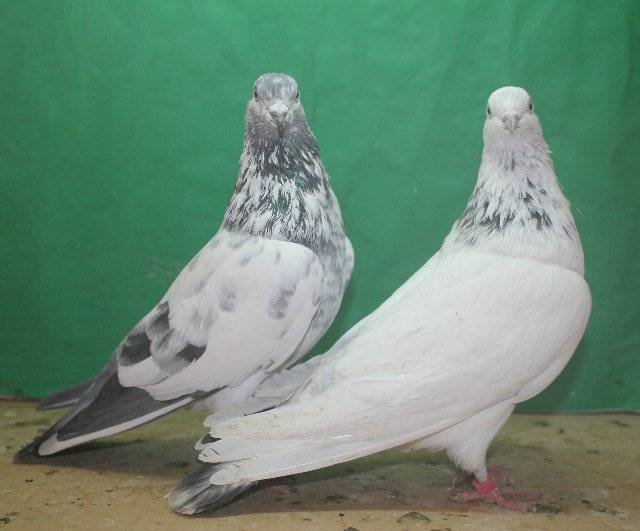 Породы голубей: 90 фото основных современных пород голубей и особенности их разведения