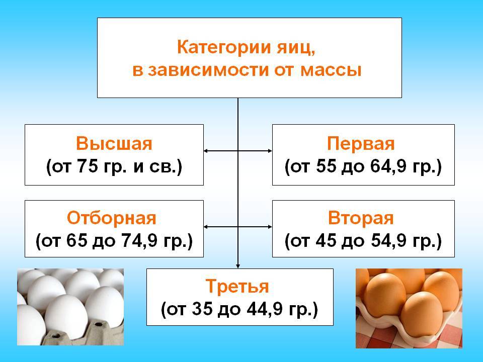 Сколько граммов весит куриное яйцо: без скорлупы, сырое, варёное вкрутую и всмятку, вес желтка и белка, значение по категориям