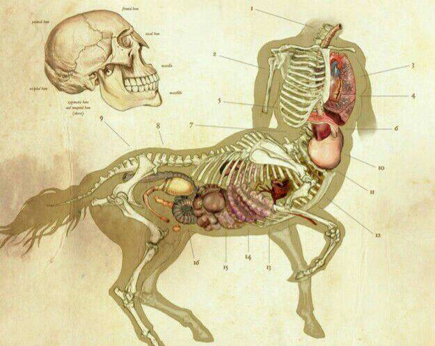 Скелет лошади: строение, головы, позвоночника, грудной клетки, таза, описание