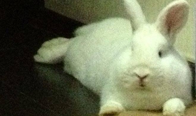 Почему у кролика отказали лапы (задние, передние): причины, симптомы, что делать и как лечить