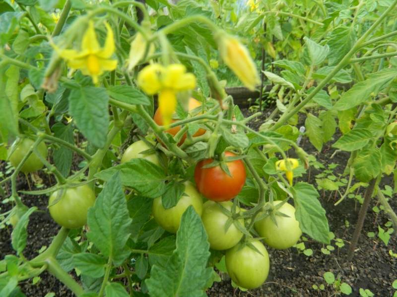 Удобрения для томатов: от посева до сбора урожая | удобрения для помидор — agroxxi