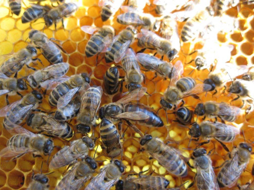 Пчелиная порода карника характеристика и происхождение