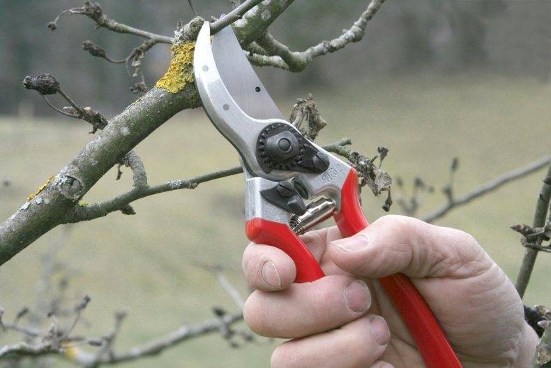 Можно ли обрезать плодовые деревья летом