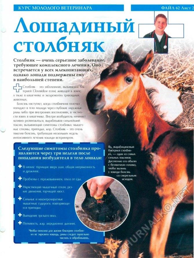 Обзор заболеваний лошадей