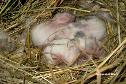 Беременность и окот кроликов — сроки вынашивания и другие особенности