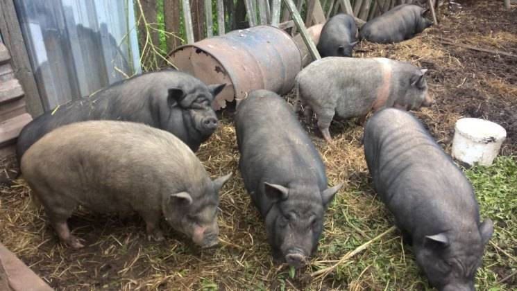 Вьетнамские свиньи: разведение, уход, питание, выращивание