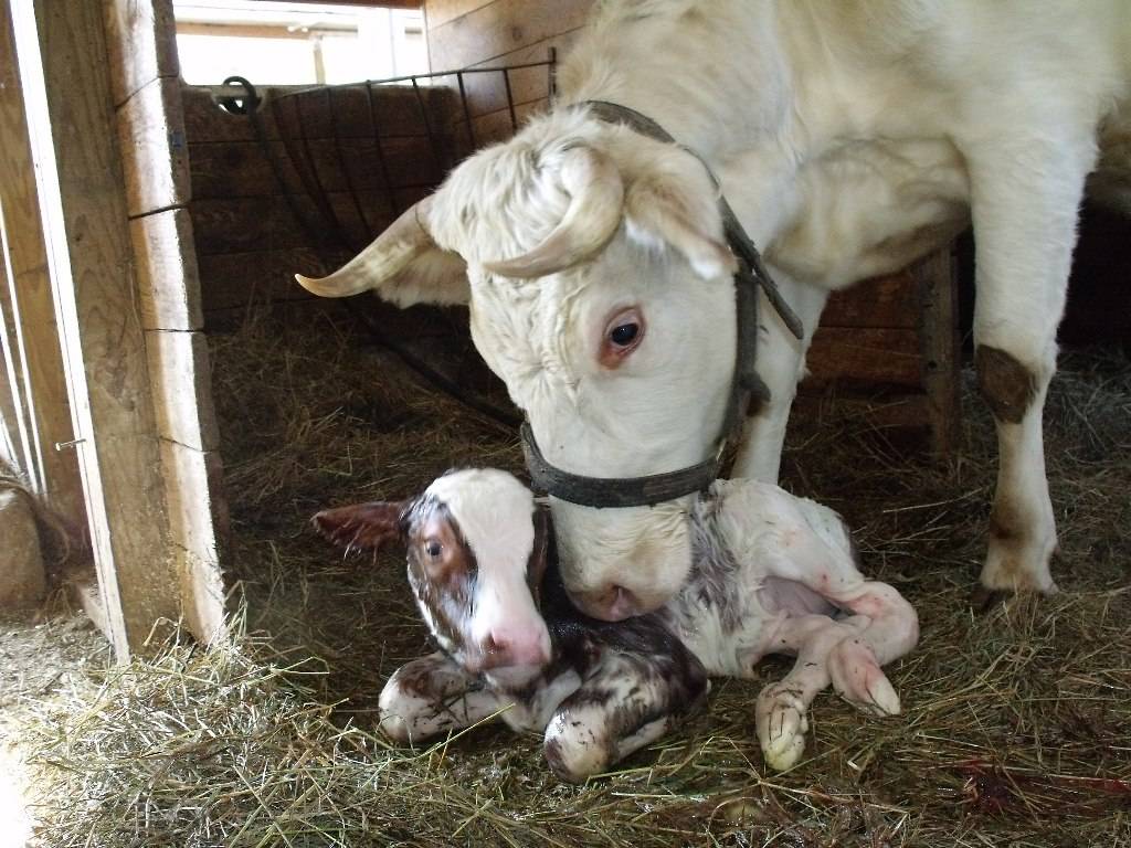 Залёживание беременных коров - болезни коров