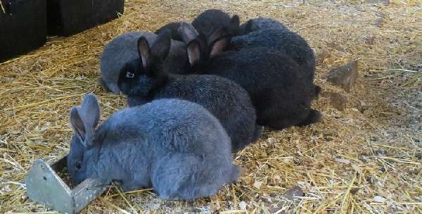 Можно ли кормить кроликов семечками: в чём польза и вред, как правильно давать
