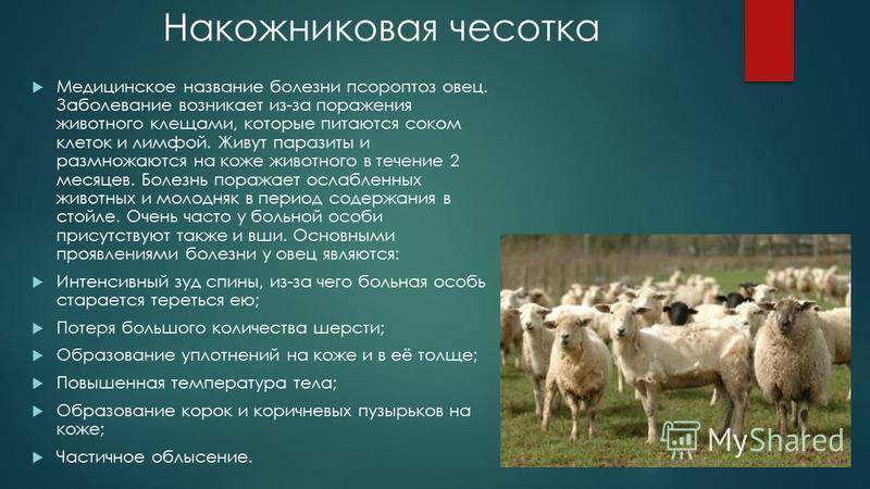 Как защитить коз от клещей — способы защиты, средства для обработки