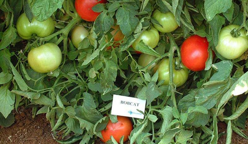 Томат "бобкат f1": характеристика и описание сорта, урожайность, отзывы