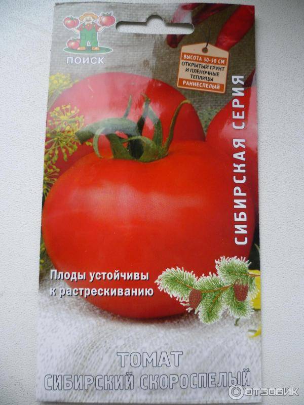 Томат сибирский скороспелый: характеристика и описание сорта, урожайность, отзывы с фото