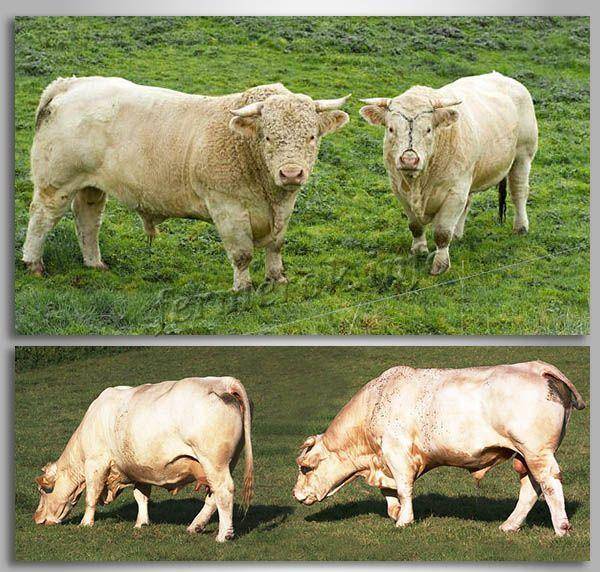 Шароле порода коров характеристики и описание
