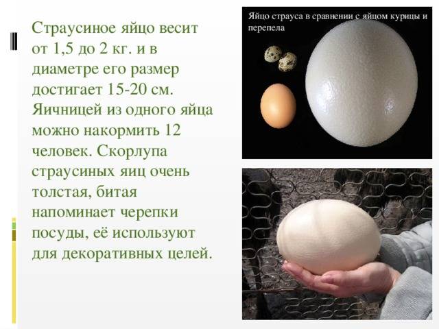 Сколько в среднем весит 1 куриное яйцо: описание, обзор, видео и фото