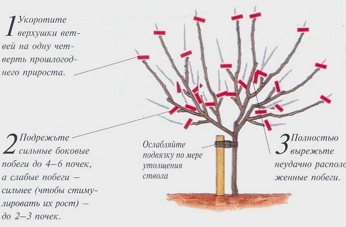 Обрезка старых яблонь: схема осенью и весной для начинающих садоводов
