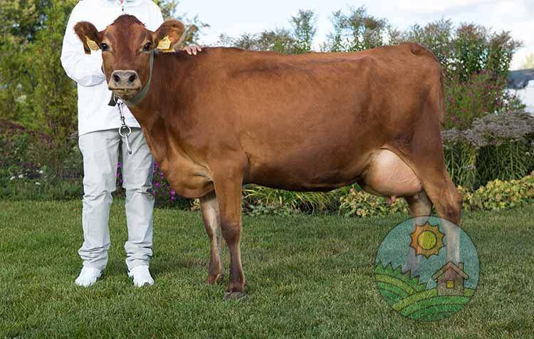 Джерсейская порода коров - крс с лучшей характеристикой жирности молока 2021