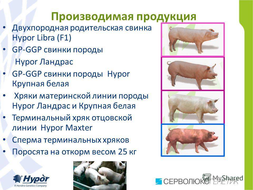 Свиньи породы пьетрен