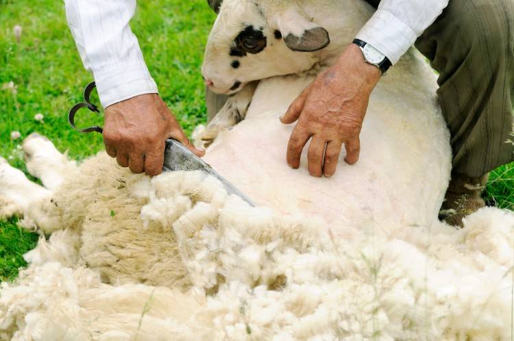 Стрижка овец: как, когда и каким инструментом стригут овец