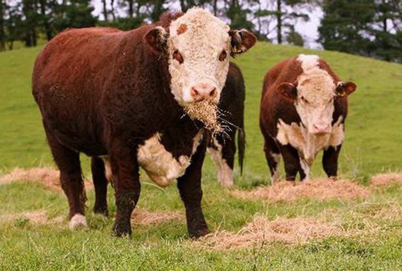 Коровы и племенные быки породы герефорд, их достоинства и недостатки