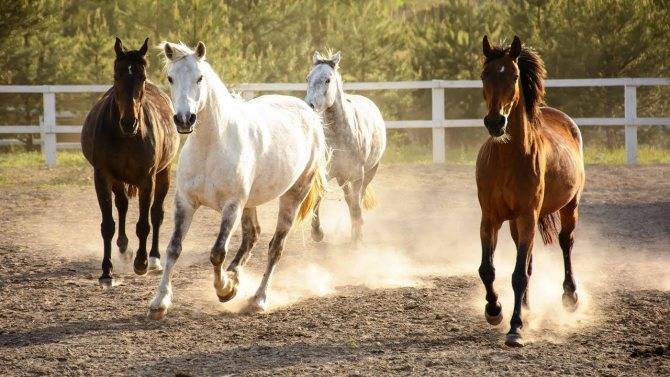 Бизнес-план по разведению лошадей - «жажда» - бизнес-журнал