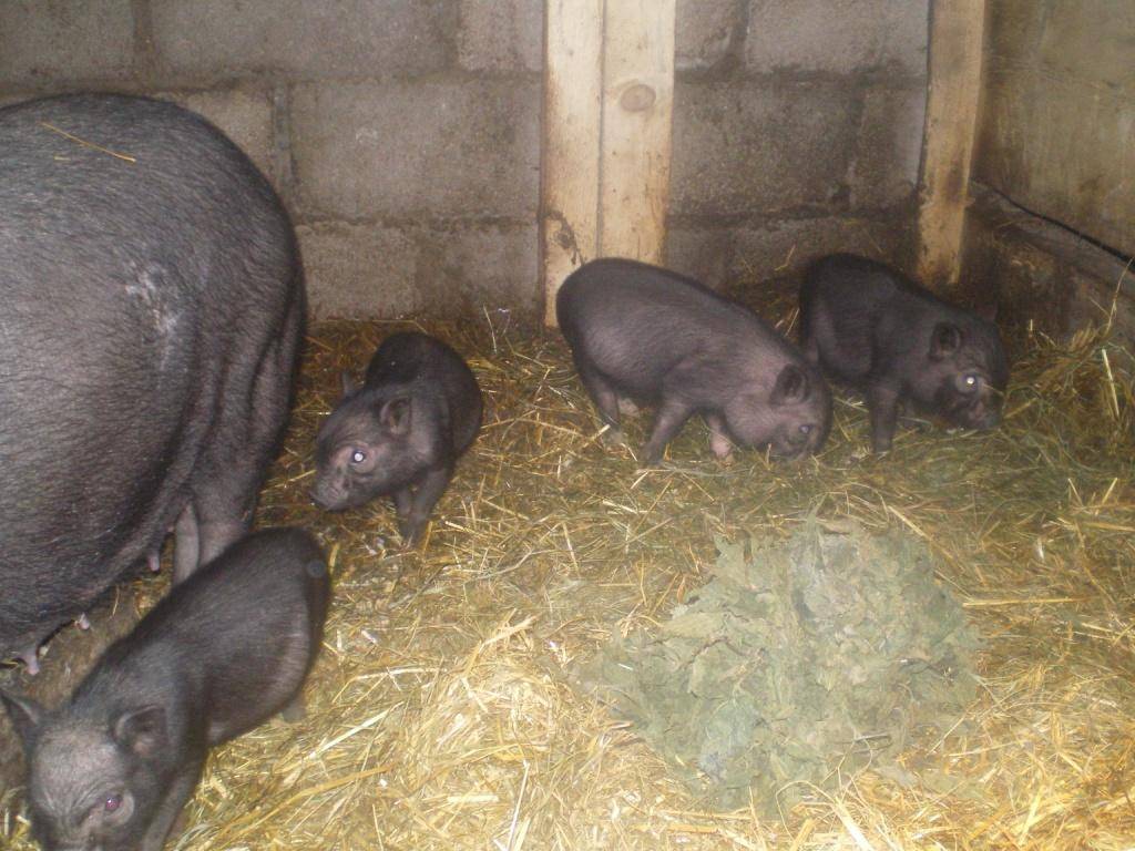 Опорос вьетнамских свиней первый раз: признаки и уход в домашних условиях