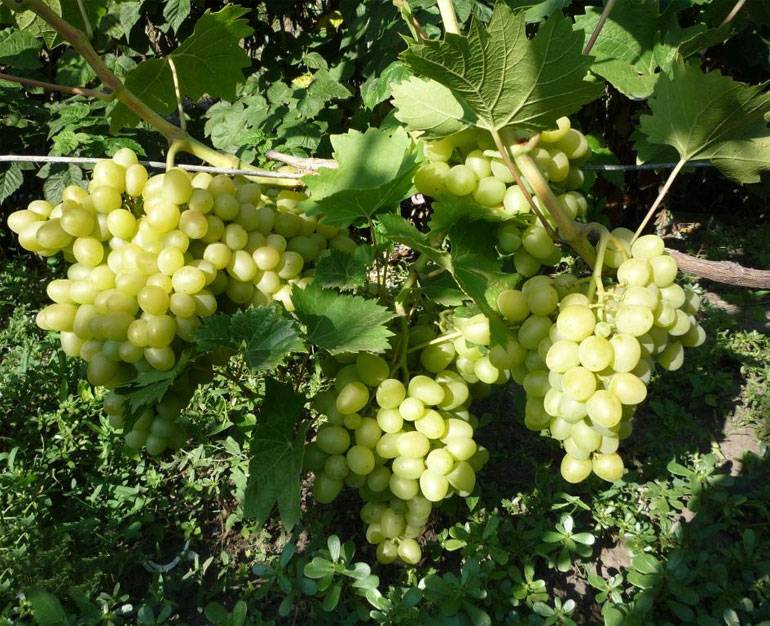 Виноград аркадия описание и характеристика сорта, выращивание и уход, отзывы, фото