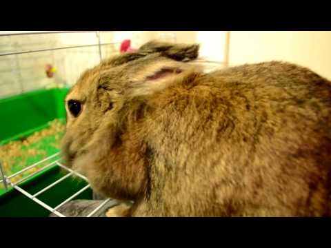 Понос у кролика