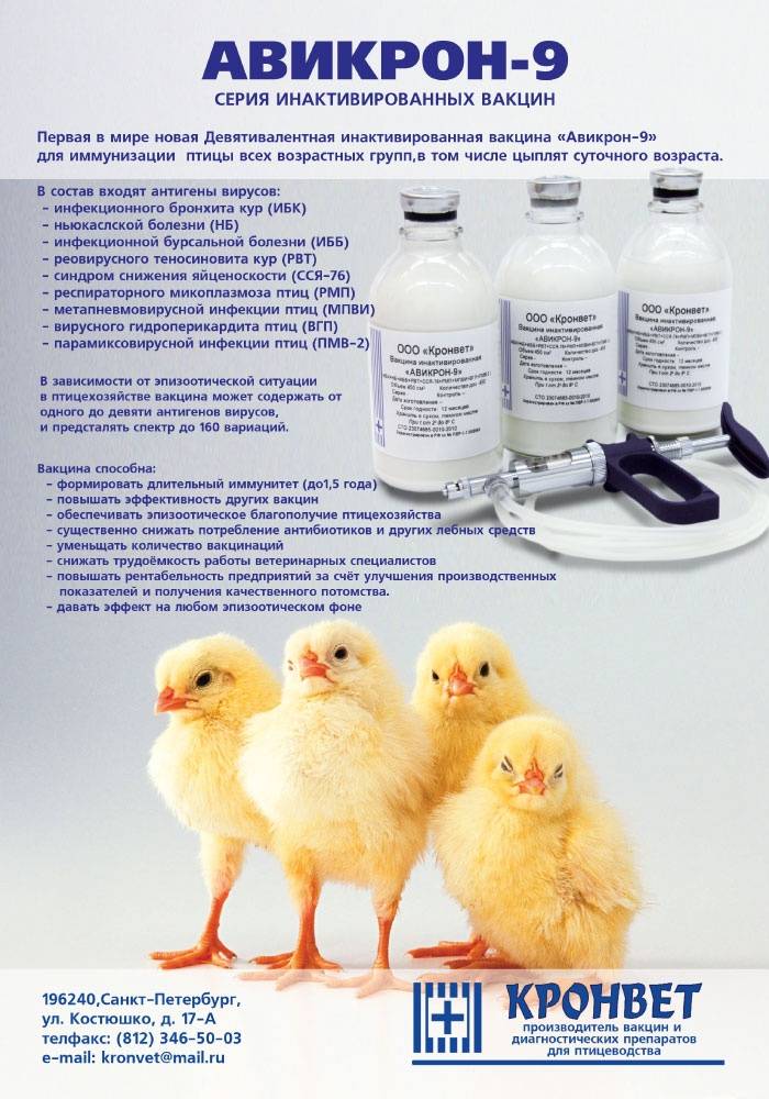 Пропойка цыплят антибиотиками и витаминами: таблица и лучшие схемы применения