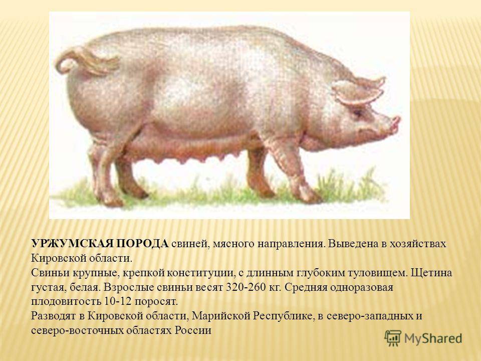 Сальные породы свиней: происхождение и характеристики