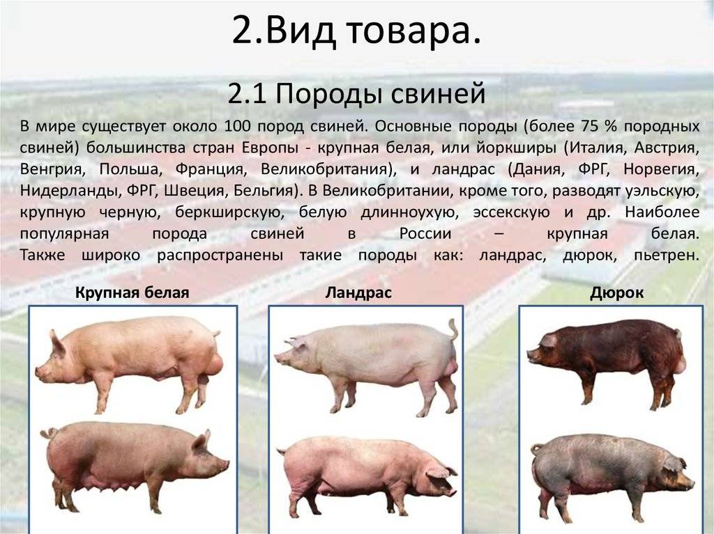 Породы свиней с фото и описанием: как не ошибиться с выбором