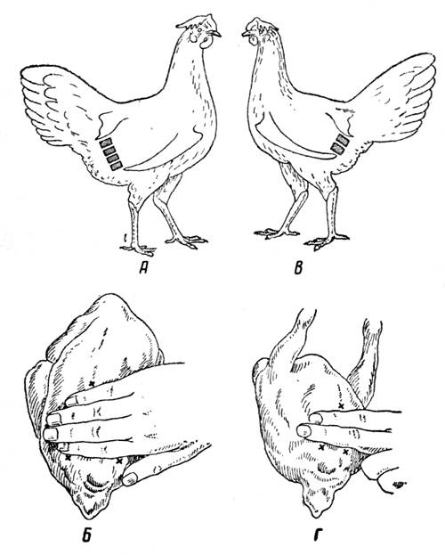 Как определить возраст курицы и отличить старую птицу от молодой