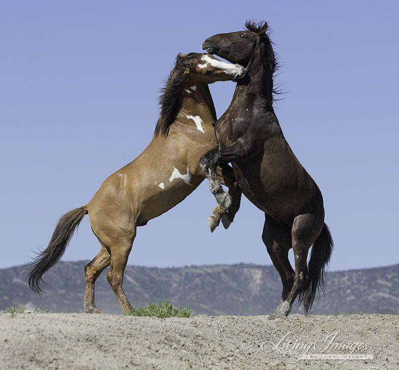 Спаривание лошадей: подбор пород, возраст, размножение, фото