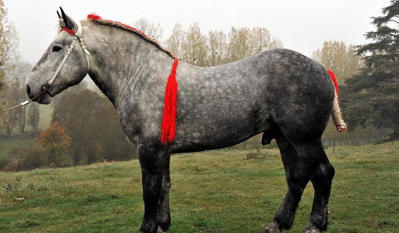 Лошадь породы першерон: описание, характеристики, разведение, популярность, фото и видео