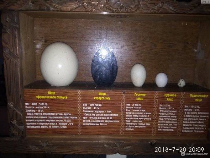 Как часто страусы несут яйца