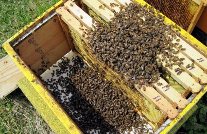 Пчеловодство для начинающих: с чего начать? основные советы :: syl.ru