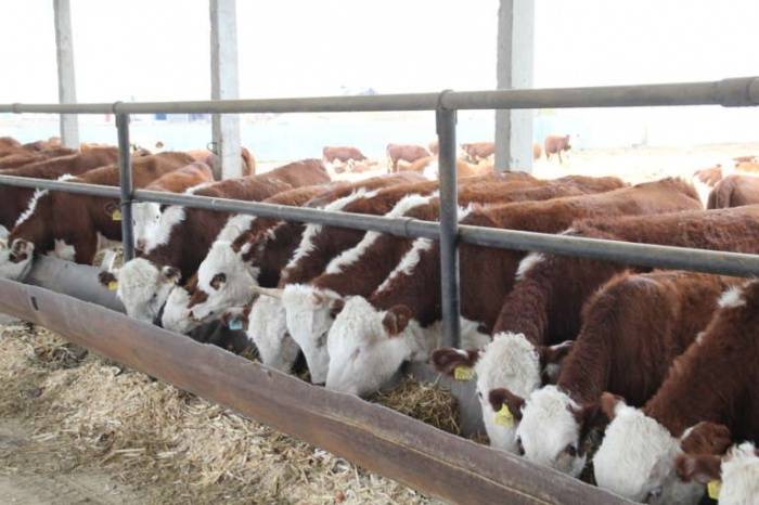 Разведение крс | французские породы мясного скота: какие и почему?