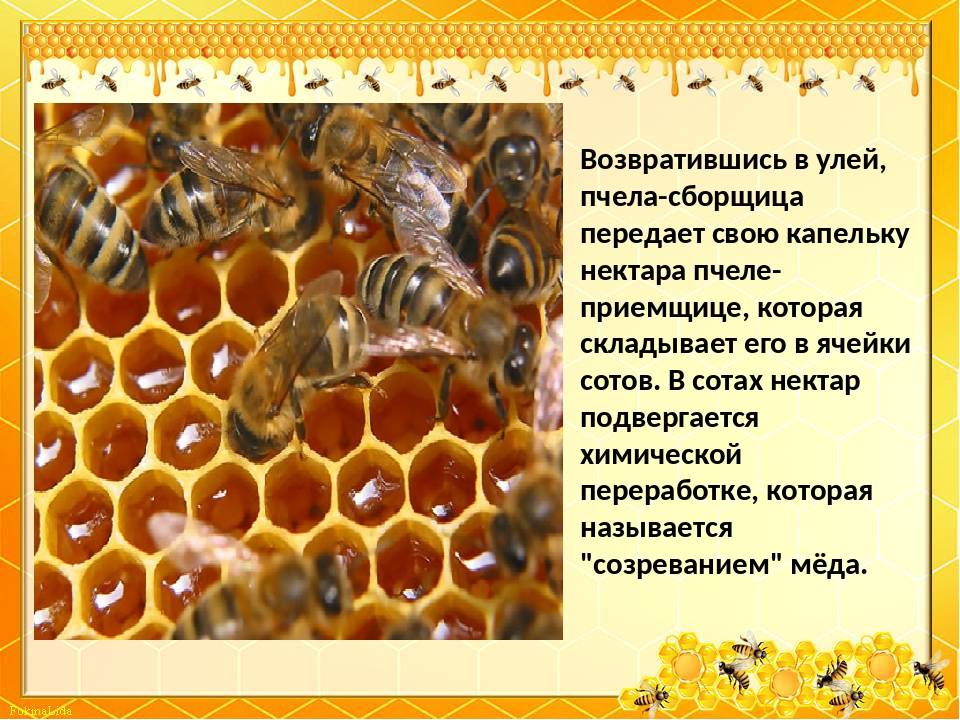 Откуда пчела берет воск для сотов для постройки