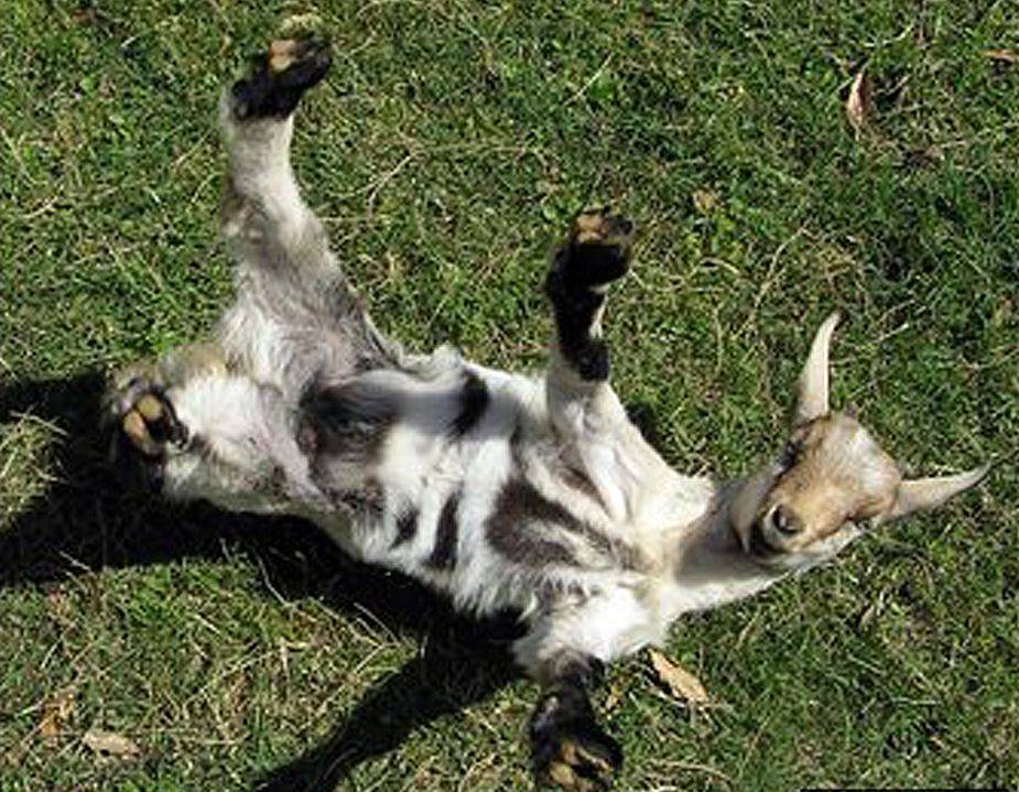 Обморочная коза – почему козы падают при испуге?