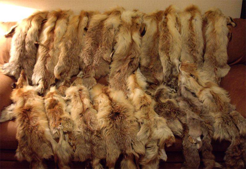 Выделка овечьей шкуры в домашних условиях: описание — selok.info