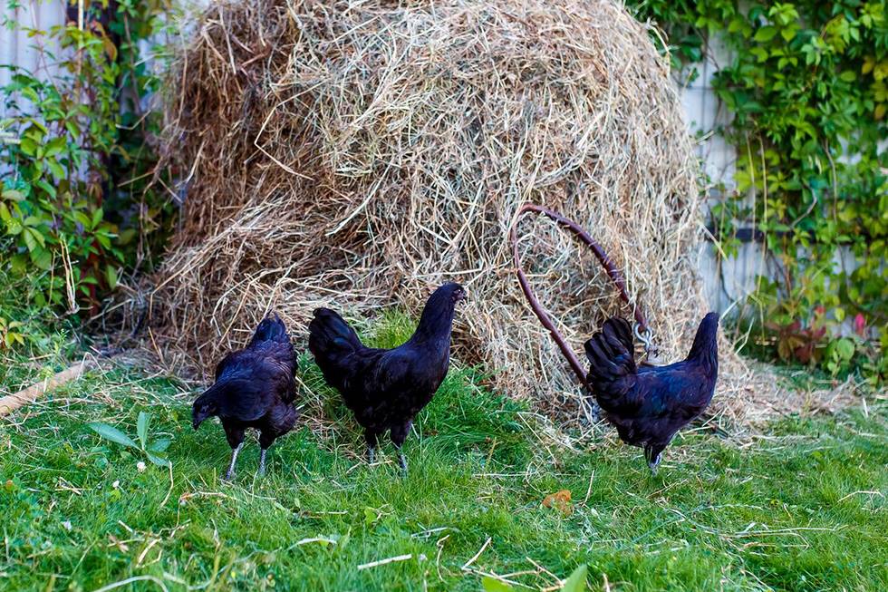 ᐉ ухейилюй порода кур описание – китайская черная курица с зелеными яйцами - zooshop-76.ru