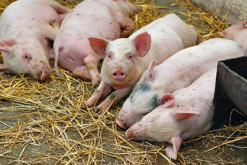 В «магните» на тархова выявили случай африканской чумы свиней. введен карантин