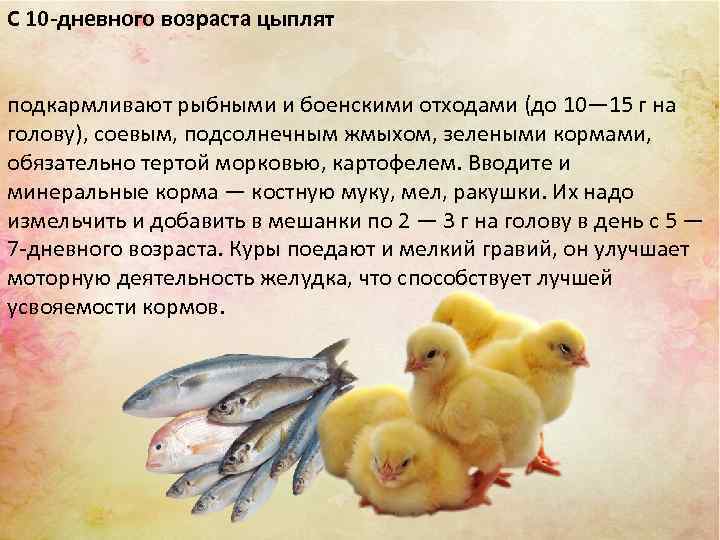 ᐉ как определить возраст курицы - различия кур по возрасту - zooon.ru