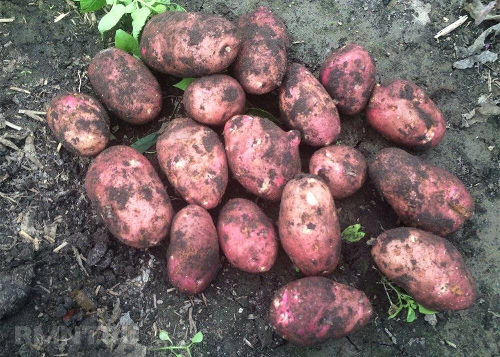 Лучший среди голландцев — характеристики картофеля «ред скарлет» по описанию агрономов и отзывам садоводов